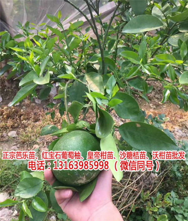 新品种台湾葡萄柚苗价钱(优质商家)_湖南红葡萄柚苗多少钱(欢迎进入