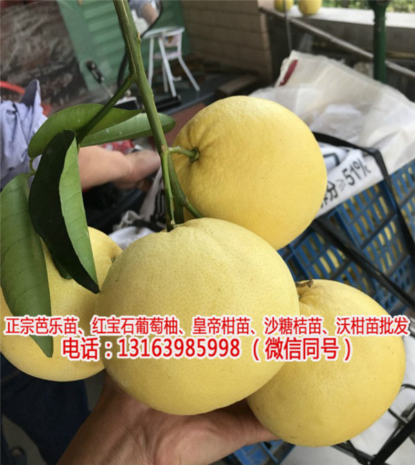 葡萄柚苗木_红宝石葡萄柚苗批发价格如何(查看)-江苏葡萄柚子苗哪里买