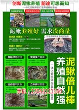 湖北振農(nóng)生態(tài)農(nóng)業(yè)發(fā)展公司_振農(nóng)9號(hào)泥鰍養(yǎng)殖_泥鰍一次繁殖多少(多圖)_湖北振農(nóng)生態(tài)農(nóng)業(yè)發(fā)展公司_振農(nóng)9號(hào)泥鰍養(yǎng)殖_池塘泥鰍養(yǎng)殖技術(shù)(歡迎進(jìn)入