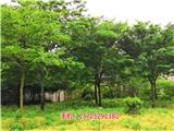 10公分紅櫸多少錢_5公分櫸樹小苗批發(fā)(圖)新聞網(wǎng)