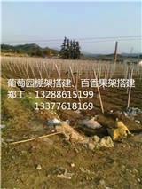 梅州葡萄水泥柱搭建_梅州百香果園搭建(查看)_惠州葡萄架搭建_惠州搭建葡萄大棚(歡迎進入