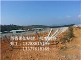 龍巖葡萄棚用什么搭_龍巖葡萄園棚架搭建(多圖)_清遠葡萄棚的搭建方法_清遠葡萄園棚架搭建(歡迎進入