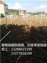 上饒搭建葡萄大棚_上饒葡萄架建造(圖)_江西大青棗架搭建_江西葡萄棚用什么搭(歡迎進入