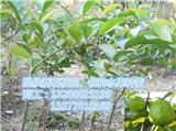 南平青棗苗_南平石榴樹苗(推薦閱讀)_江門哪里有園林綠化_江門綠化樹多少錢(歡迎進入