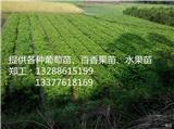 信宜桂花哪家好_信宜草莓苗(在線咨詢)-鷹潭火龍果苗_鷹潭夏黑葡萄苗