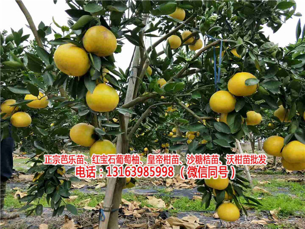 红宝石葡萄柚子苗种植技术(多图)