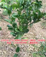 zz臺灣葡萄柚苗哪里買