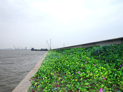 郑州植物墙- LED红蓝光在yan时生景植物墙中的妙用，为你打造不凡风景！