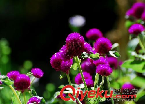 沈陽花卉批發(fā)廠家告訴你不同的培育方式 