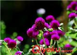 沈陽(yáng)花卉批發(fā)廠家告訴你不同的培育方式 
