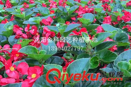 沈陽(yáng)草花批發(fā)廠家告訴你播種前需要準(zhǔn)備什么 