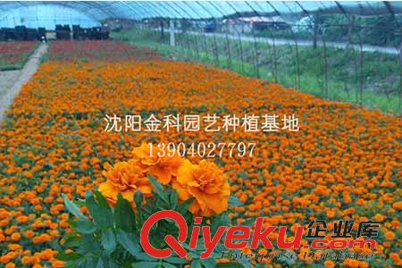 沈陽(yáng)花卉市場(chǎng)的花怎么養(yǎng)護(hù) 