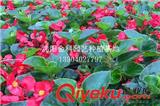 沈陽(yáng)草花種植基地的花如何種植 