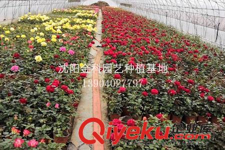 沈陽草花批發(fā)廠家的市場趨勢 