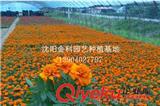 沈陽(yáng)花卉基告訴你種植注意什么 