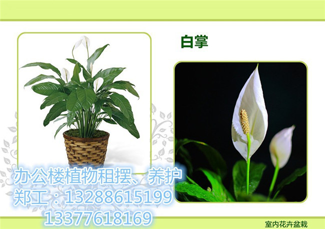 河源养护绿化_河源绿植植物租赁公司