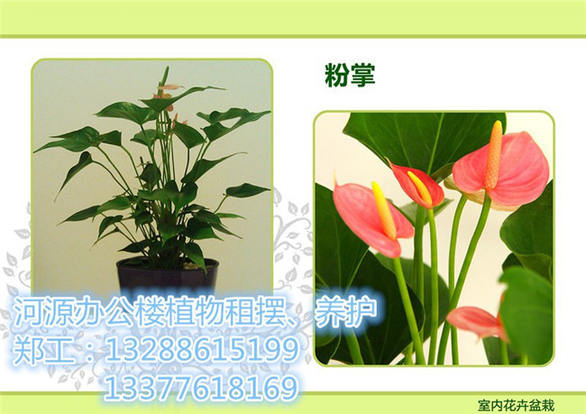 河源花木场哪家好_河源花木绿植租赁