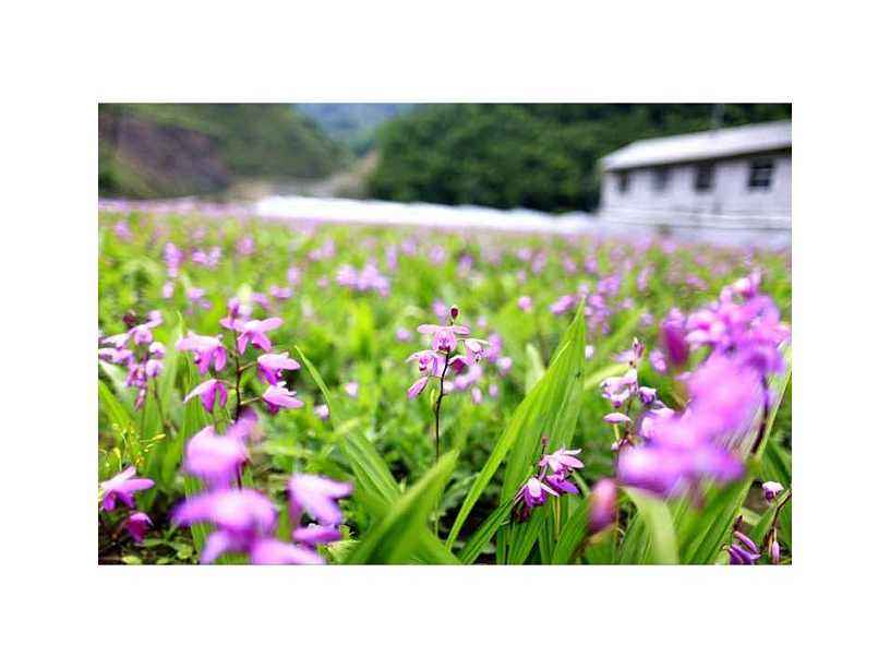 御贵草白芨稀缺的种植产品 在市场上更可贵