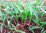 御貴草白芨專業(yè)的技術(shù)手法 讓其生長(zhǎng)更好