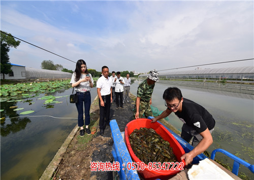 澳洲淡水龙虾养殖前景_澳洲淡水龙虾苗价格_-无锡龙澳生态农业发展有限公司