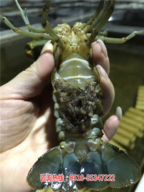 澳洲淡水龙虾养殖前景_澳洲淡水龙虾养殖成本_-无锡龙澳生态农业发展有限公司