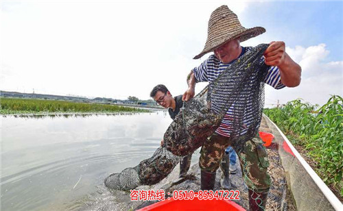 澳洲淡水龙虾养殖利润_澳洲淡水龙虾养殖_-无锡龙澳生态农业发展有限公司