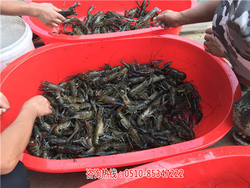 澳洲淡水龙虾养殖前景_澳洲淡水龙虾养殖基地_-无锡龙澳生态农业发展有限公司