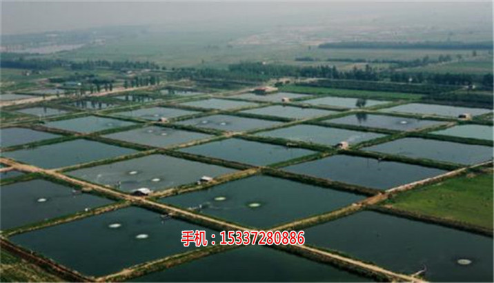 湖北祥之隆甲鱼养殖,想赚钱——没那么难,甲鱼养殖前景如何