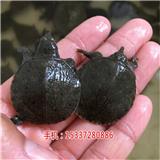 湖北祥之隆生態(tài)農(nóng)業(yè)開發(fā)有限公司甲魚養(yǎng)殖,現(xiàn)在加盟，月入萬元,生態(tài)甲魚養(yǎng)殖方法
