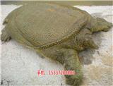 湖北祥之隆生態(tài)農(nóng)業(yè)開發(fā)有限公司甲魚養(yǎng)殖,創(chuàng)業(yè)幫手，賺錢好手,生態(tài)甲魚的養(yǎng)殖