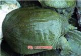 湖北祥之隆甲魚養(yǎng)殖,不甘平凡，成就人生,養(yǎng)殖甲魚