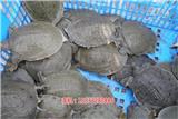 湖北祥之隆甲魚養(yǎng)殖,想創(chuàng)業(yè)，想賺錢，就來這,甲魚人工養(yǎng)殖技術(shù)
