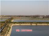 湖北祥之隆甲魚養(yǎng)殖,創(chuàng)業(yè)幫手，賺錢好手,甲魚養(yǎng)殖合作社