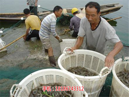 襄农10号南美白对虾虾苗基地