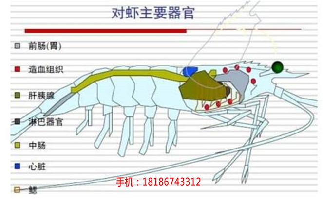 楚襄农养殖分销商