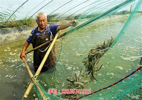 临邑县楚襄农淡水白对虾养殖秘诀