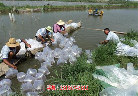 楚襄农南美白对虾使用说明