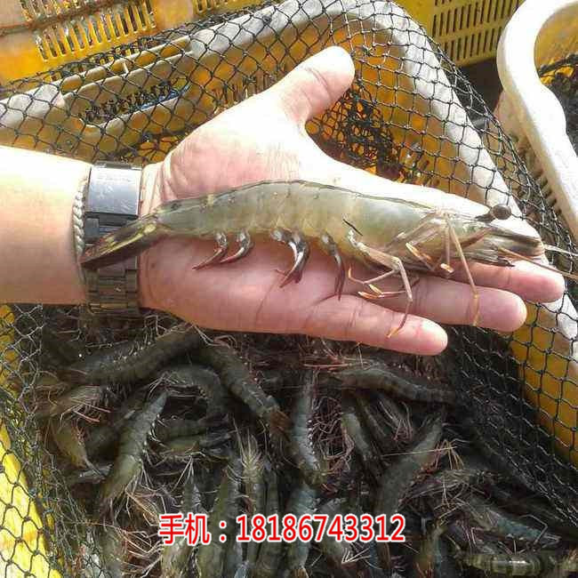 沂水地区楚襄农南美白对虾虾苗图片