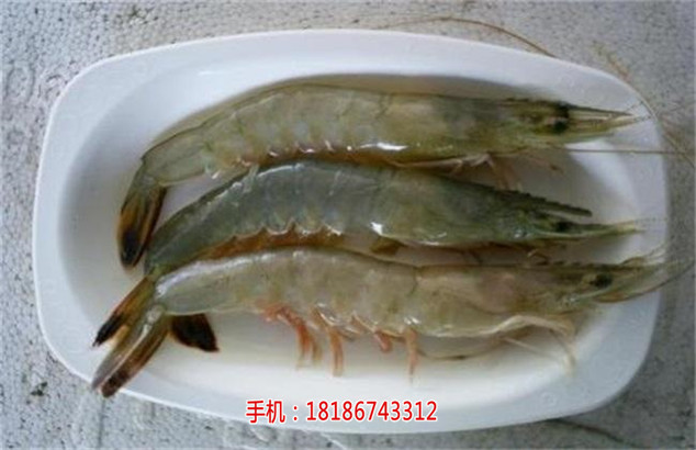 臨漳楚襄農(nóng)南美白對蝦收購價格