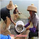 綏化楚襄農(nóng)南美白對蝦與基圍蝦的區(qū)別