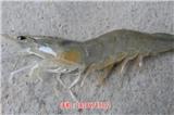 遼寧地區(qū)楚襄農(nóng)南美白對蝦經(jīng)銷批發(fā)