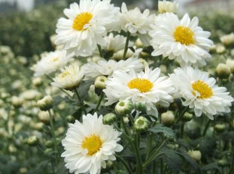 吉林北京菊，小阳菊，药用千层白批发报价