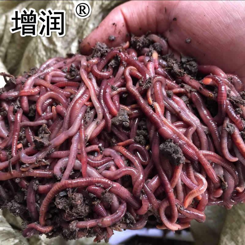 蚯蚓種全國發貨，快遞包郵
