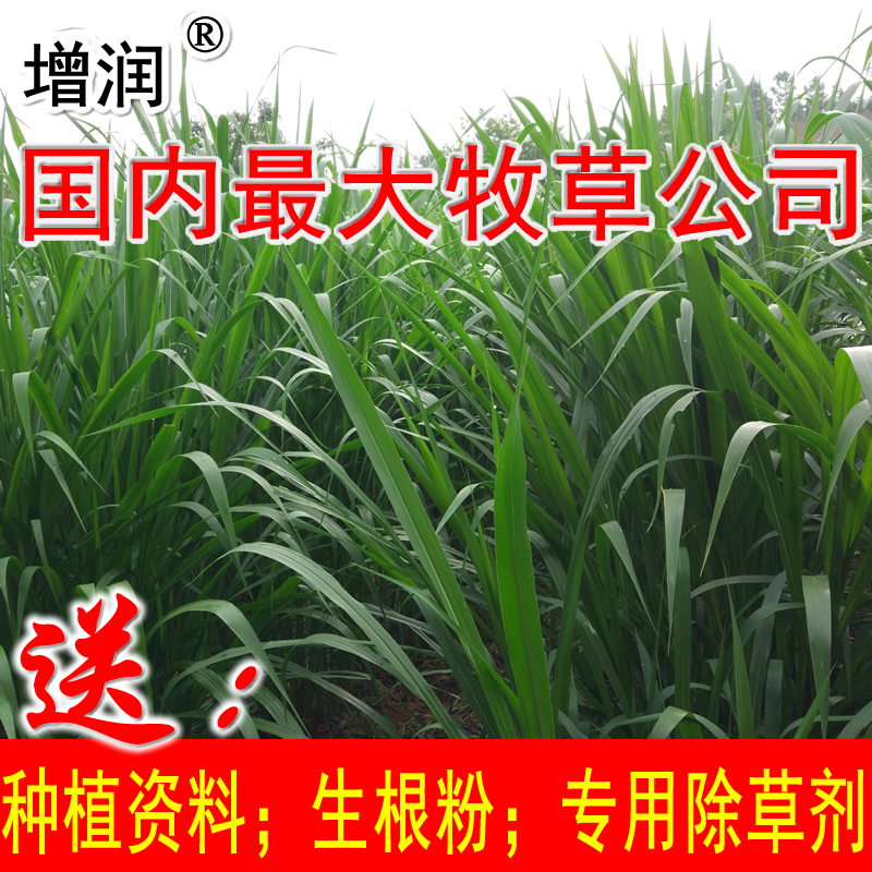 巨菌草種節(jié)批發(fā)包郵，購(gòu)高產(chǎn)牧草種