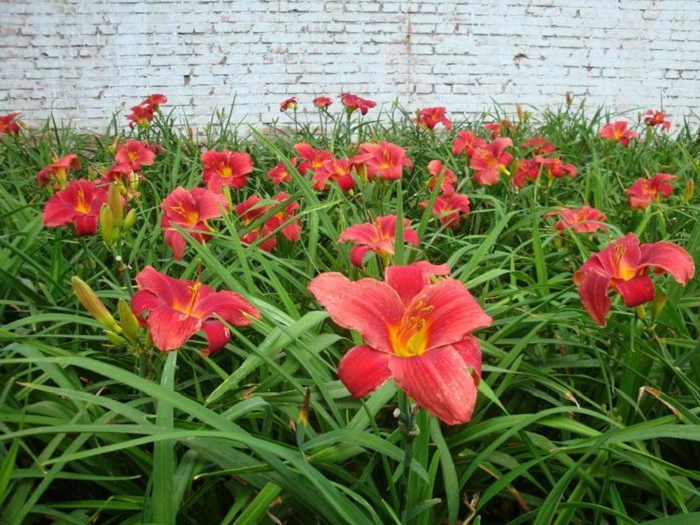 優質黃花菜種苗批發，源自黃花菜原產地祁東縣