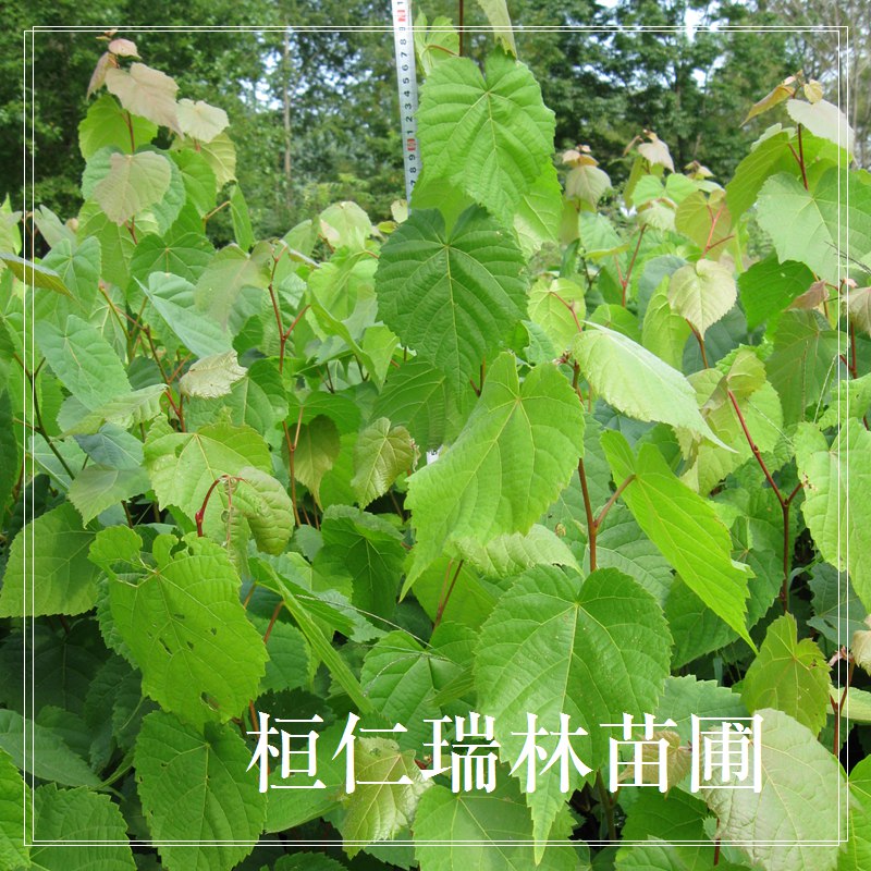 瑞林椴樹小苗，紫椴樹苗基地，遼寧當(dāng)年生紫椴苗