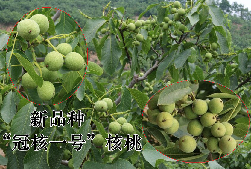 薄皮核桃苗批發 冠核一號核桃苗抗病性強（保回收保純度保成活率）