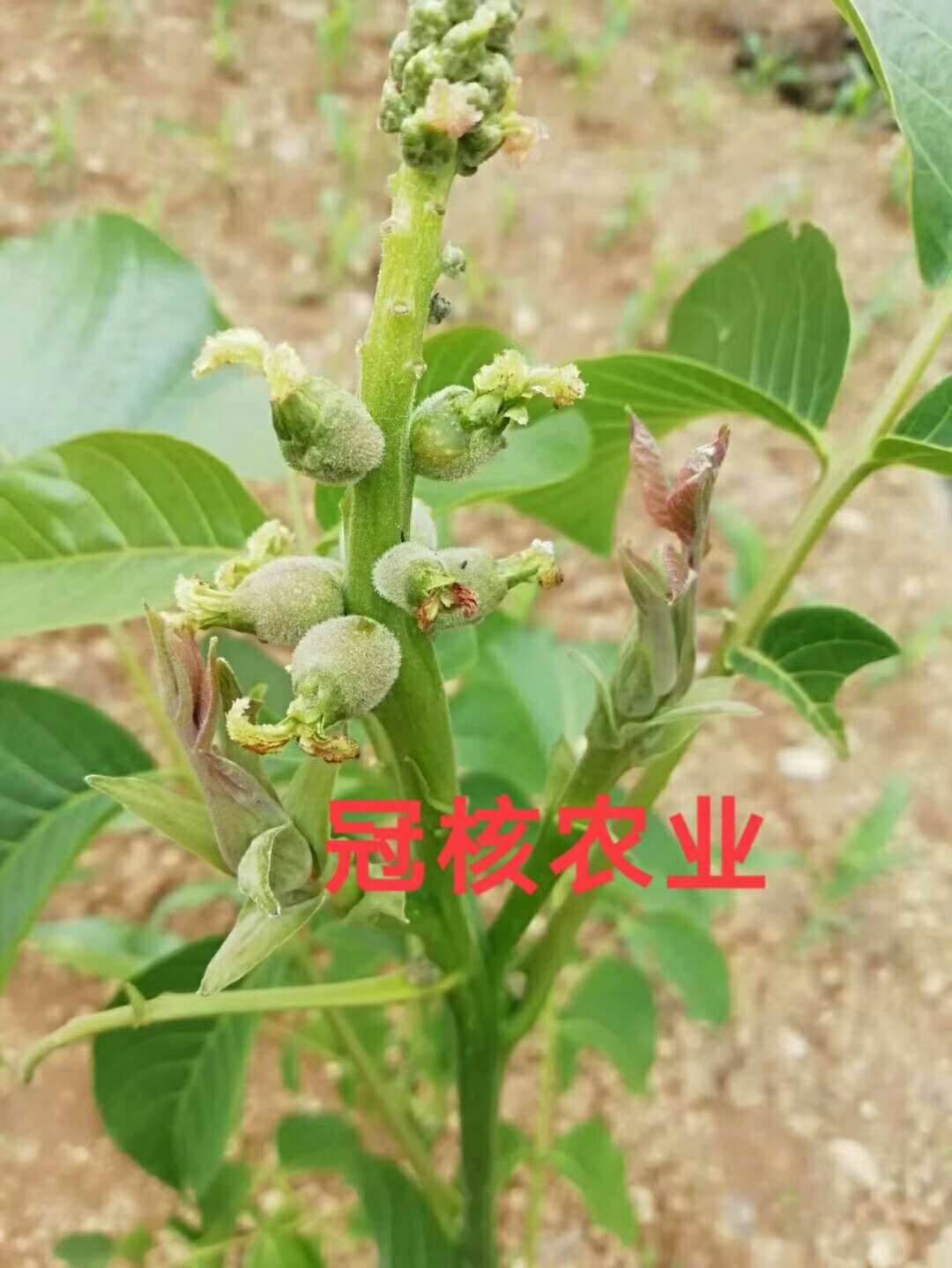 ?冠核三號核桃怎么樣？冠核三號是冠核農業研發品種！山東核桃苗！