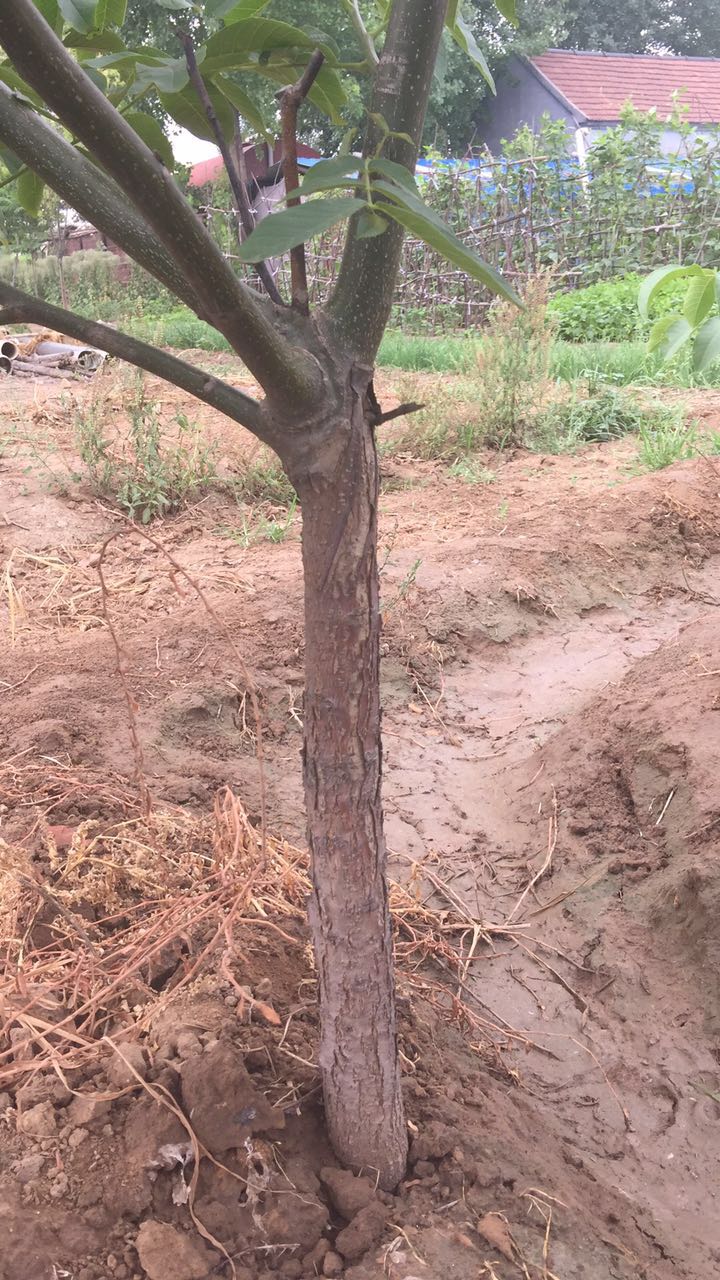 美國黑核桃苗 果材兩用核桃苗 