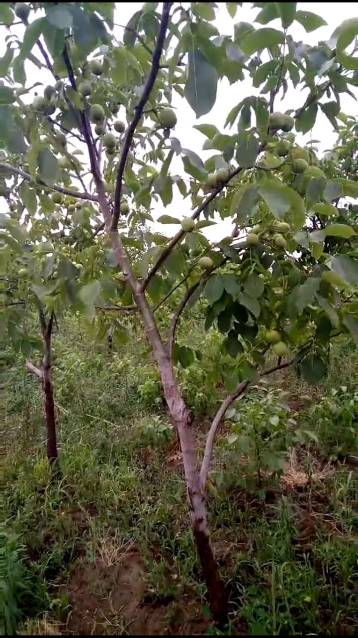 美國黑核桃苗 果材兩用核桃苗 